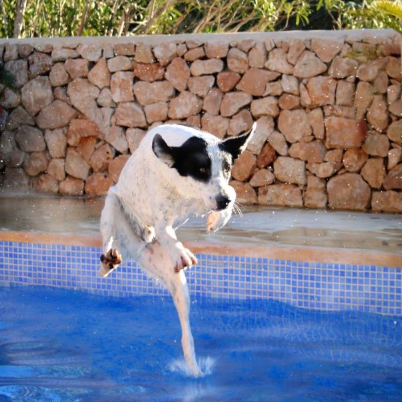 funny-animals-37