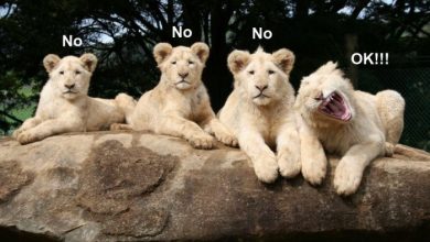 funny animals lions smile for camera Top 24 Funny And Laughable Animals - 1