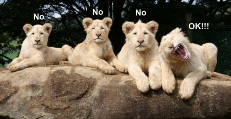 funny animals lions smile for camera Top 24 Funny And Laughable Animals - top 24 1