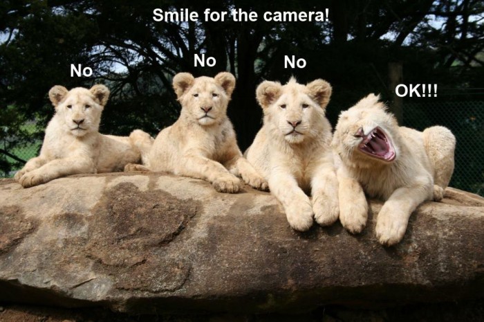 funny-animals-lions-smile-for-camera
