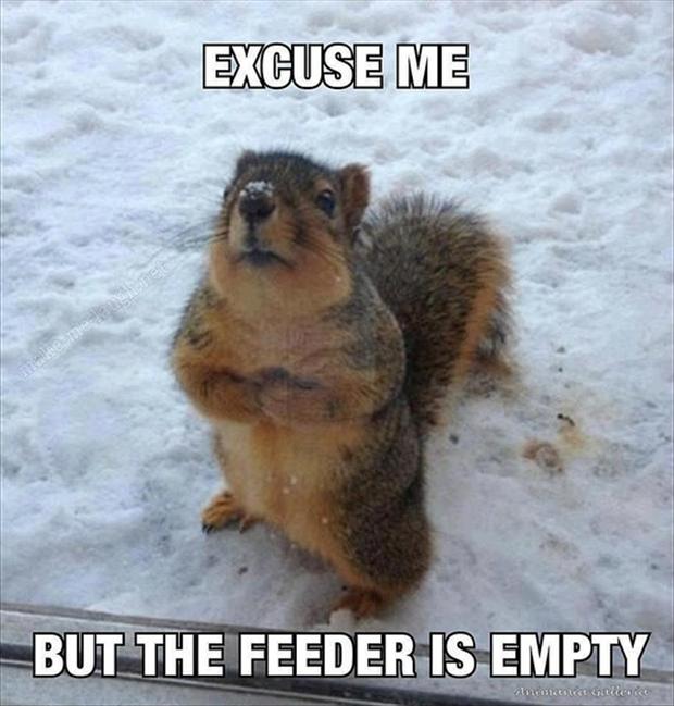 funny-animals-squirrels1 Top 24 Funny And Laughable Animals