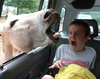 kid-loves-animals Top 24 Funny And Laughable Animals