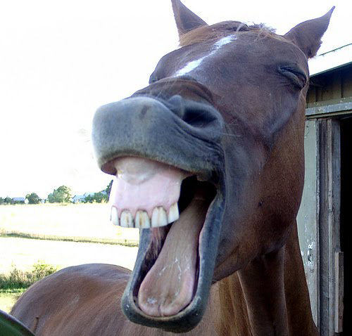 laughinghorse1 19 Animals Making Funny Faces