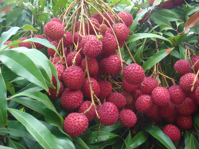 lychee 19 Weird Fruits From Asia, Maybe You Have Never Heard Of