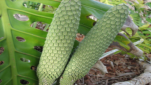 Monstera Deliciosa it tastes like pineapple and banana mixed together