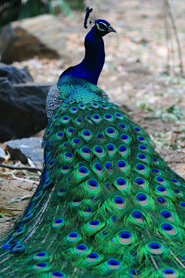 most-beautiful-and-colorful-bird-in-the-world-peacock-004 Top 24 Unique Colorful Creatures Around The World