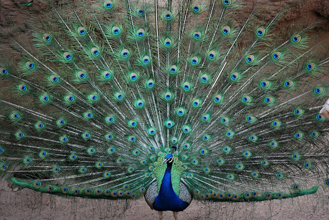 most-beautiful-and-colorful-bird-in-the-world-peacock-005 Top 24 Unique Colorful Creatures Around The World