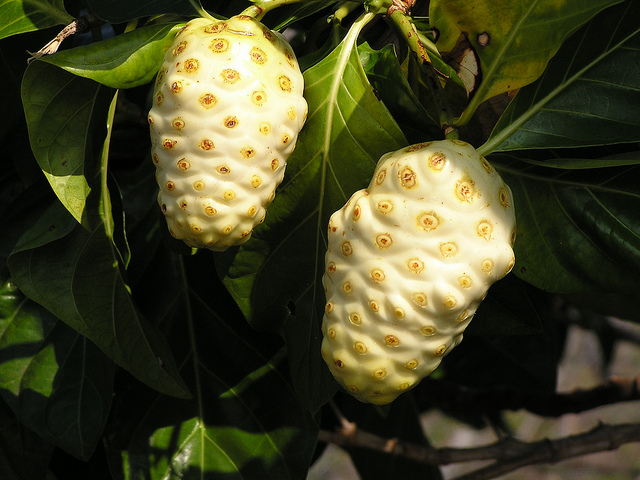 noni 19 Weird Fruits From Asia, Maybe You Have Never Heard Of