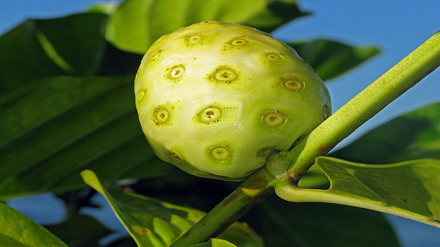 noni 23 Weird Fruits Which You Probably Have Never Eaten Before, But Should
