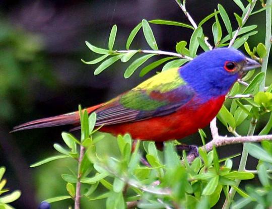 painted-bunting Top 24 Unique Colorful Creatures Around The World