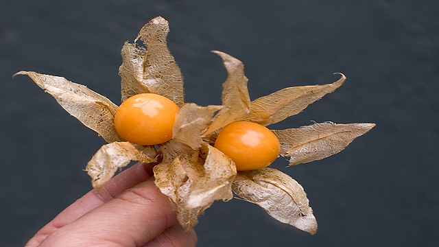 physalis 23 Weird Fruits Which You Probably Have Never Eaten Before, But Should