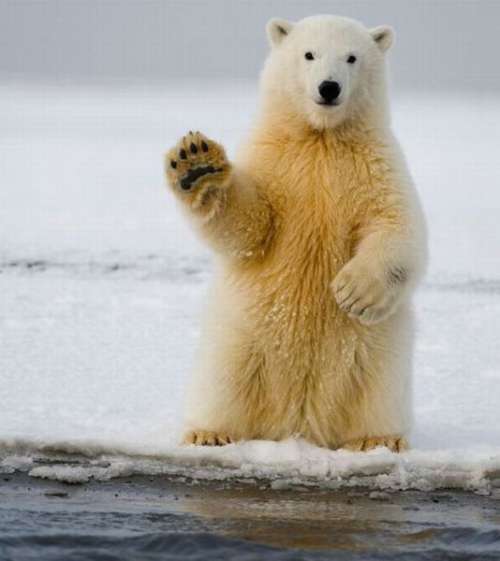 polar-bear-wave Top 24 Funny And Laughable Animals