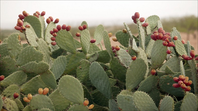 Cactus or Prickly Pear it could provide the body with fiber, potassium and vitamin C and it smells like watermelons