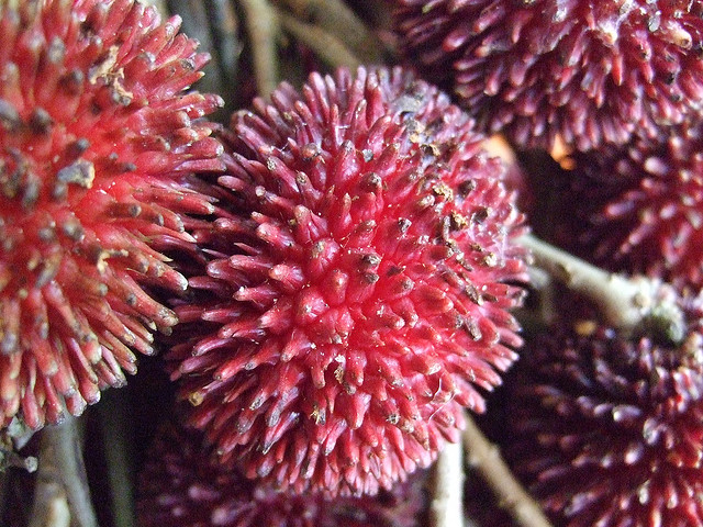 pulasan 19 Weird Fruits From Asia, Maybe You Have Never Heard Of