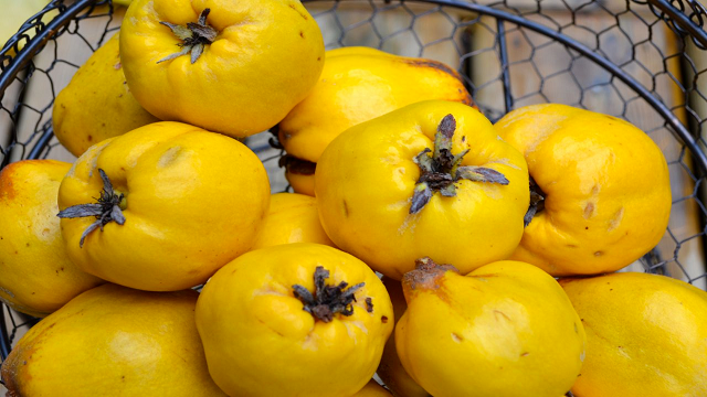 Quince needs to be cooked before eating and is a good source of vitamin C