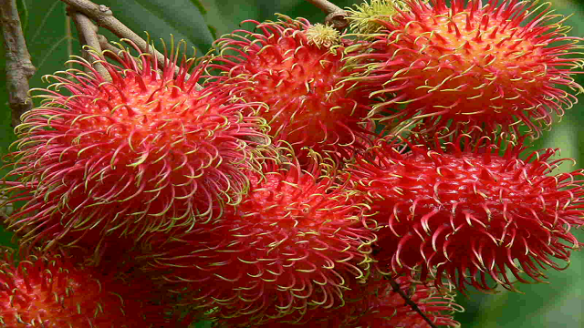 rambutan 23 Weird Fruits Which You Probably Have Never Eaten Before, But Should - 1