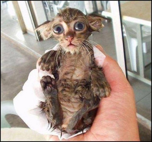 really-funny-pictures-animals