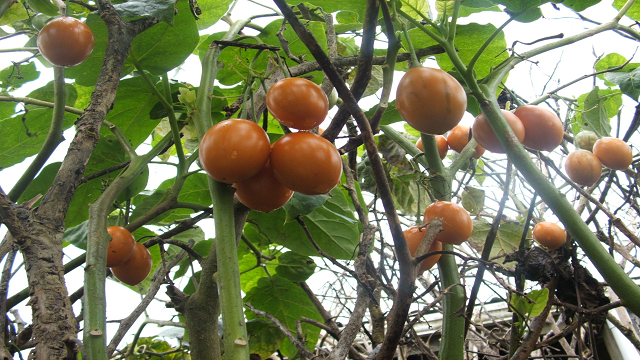 Tamarillo  is a rich source of vitamin C and could be used in salad