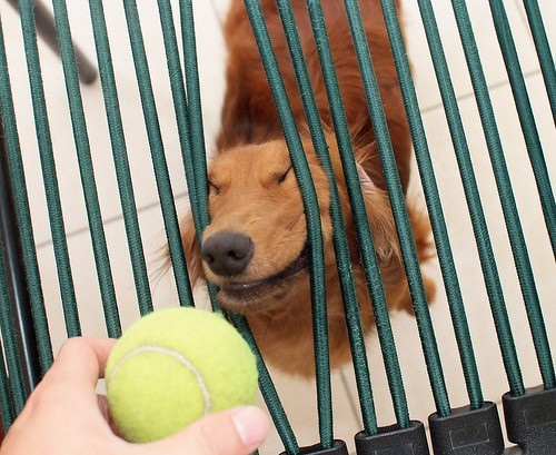 I have a great will to get this tennis ball