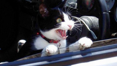 19 Animals Making Funny Faces 73 yelling1 19 Animals Making Funny Faces - 7