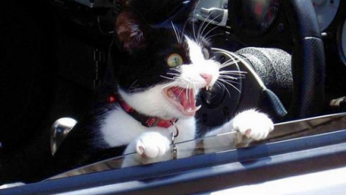 yelling1 19 Animals Making Funny Faces - 7