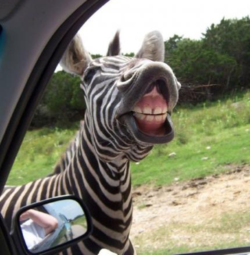 19 Animals Making Funny Faces