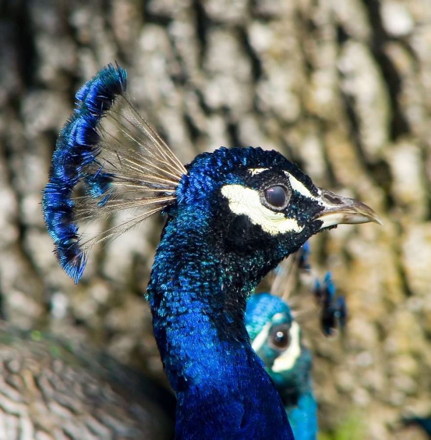 1004px-Male_Indian_Blue_Peacock_head Weird Peacocks Wear Wedding Dresses