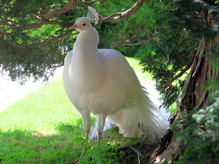 Weird Peacocks Wear Wedding Dresses 11 186348