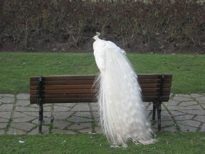 Weird Peacocks Wear Wedding Dresses 16 283634201