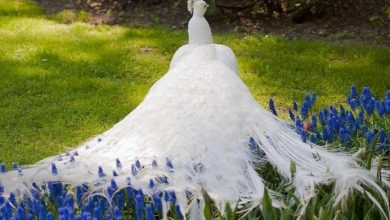 286094 db87868f7218b9af2e8cec50fda5cf33 large Weird Peacocks Wear Wedding Dresses - 8