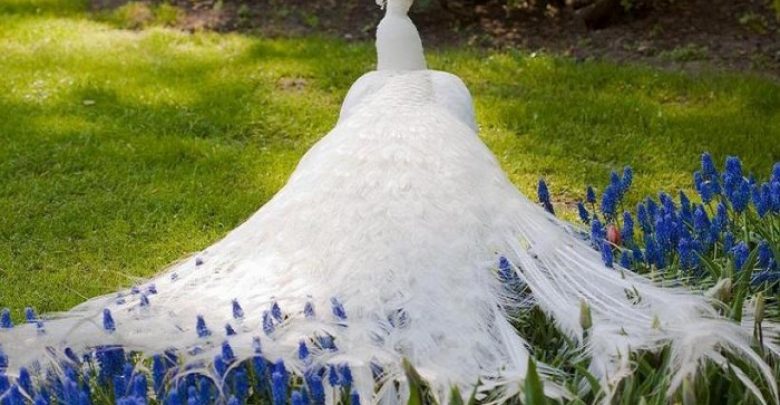 286094 db87868f7218b9af2e8cec50fda5cf33 large Weird Peacocks Wear Wedding Dresses - domestic animals 1