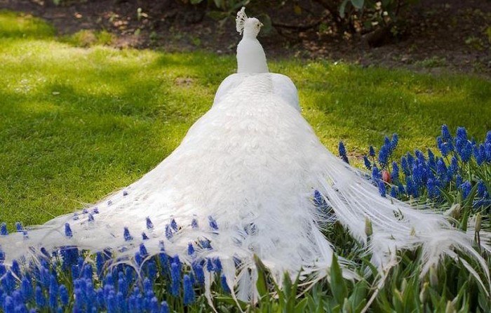 286094_db87868f7218b9af2e8cec50fda5cf33_large Weird Peacocks Wear Wedding Dresses