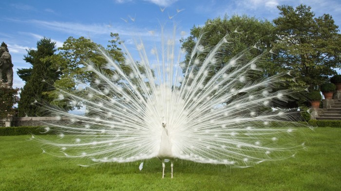Weird Peacocks Wear Wedding Dresses 20 322623-alexfas01