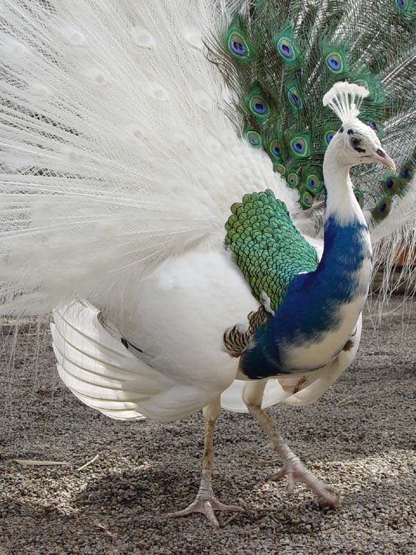 Weird Peacocks Wear Wedding Dresses 35 52808691.DSC04201