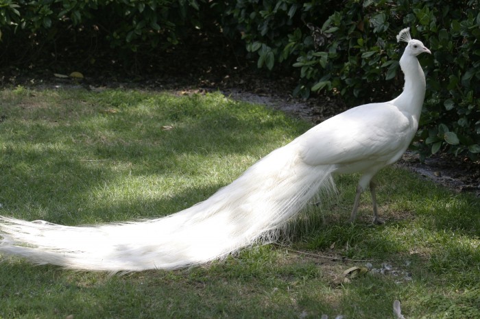 Weird Peacocks Wear Wedding Dresses 21 Albino_Peacock_by_Della_Stock