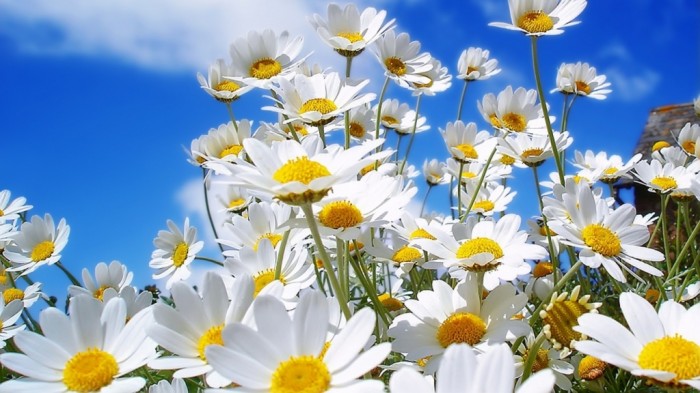 Do You Know How to Overcome Asian Glow? 17 Chamomile-Flowers-HD-Wallpapers