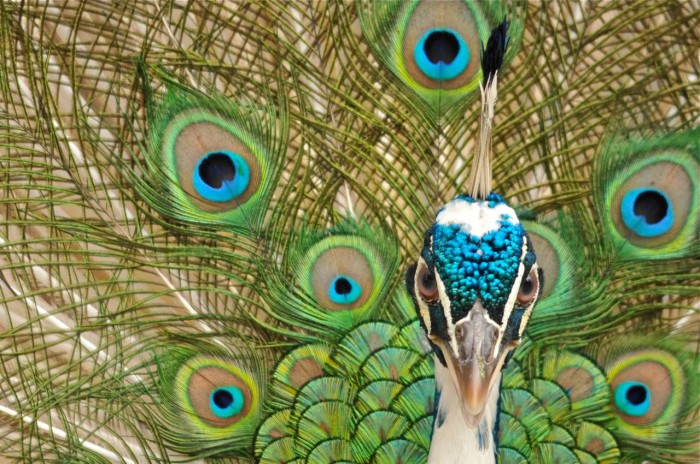 Forbes_peacock1