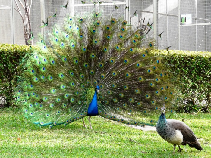 Weird Peacocks Wear Wedding Dresses 2 Male-Peacock-displaying
