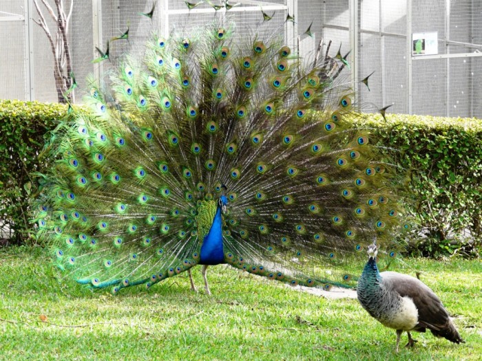 Male-Peacock-displaying Weird Peacocks Wear Wedding Dresses