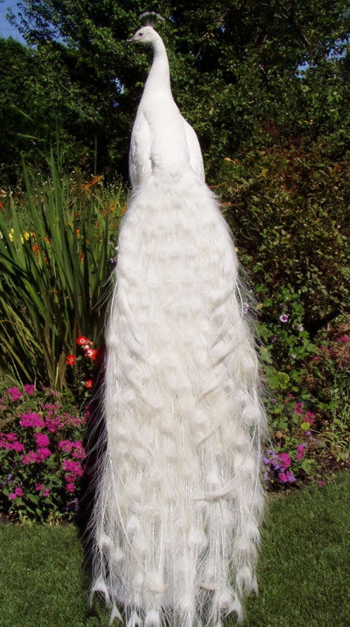 PCwhitey6Big Weird Peacocks Wear Wedding Dresses
