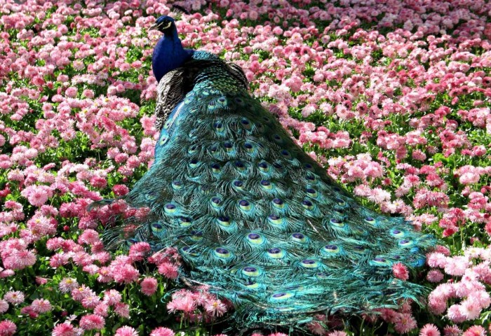 Weird Peacocks Wear Wedding Dresses 6 Peacocks-Wallpapers16