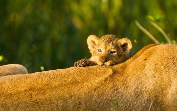 The African WildCat With Its Behavior And Characteristics 3 Rare warm pictures of African cats by Paul Goldstein (15)