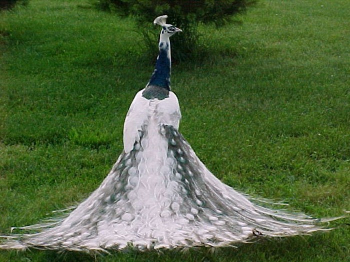 White-Indian-Peacock-3-s-partially-leucistic-Pavo-cristatus Weird Peacocks Wear Wedding Dresses