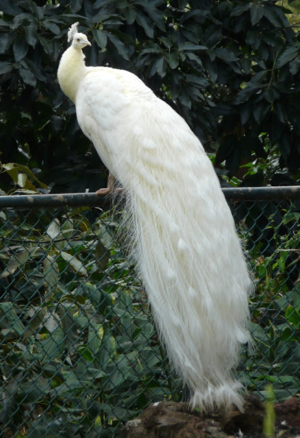 Weird Peacocks Wear Wedding Dresses 10 White Peacock