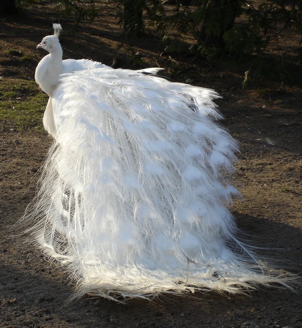 White_Peacock_04_by_MapleRose_stock Weird Peacocks Wear Wedding Dresses