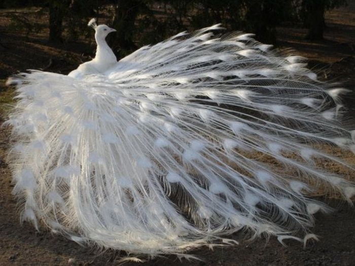 albino-peacock-albino-animals-26936258-700-525 Weird Peacocks Wear Wedding Dresses