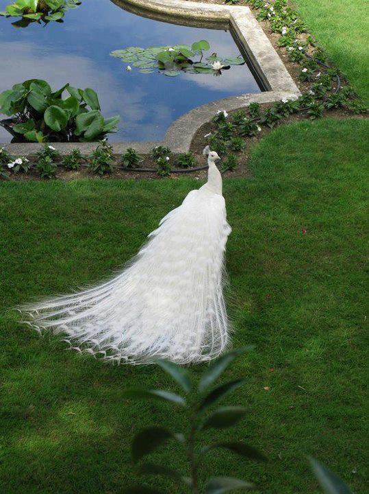 albino-peacock-lolworm Weird Peacocks Wear Wedding Dresses