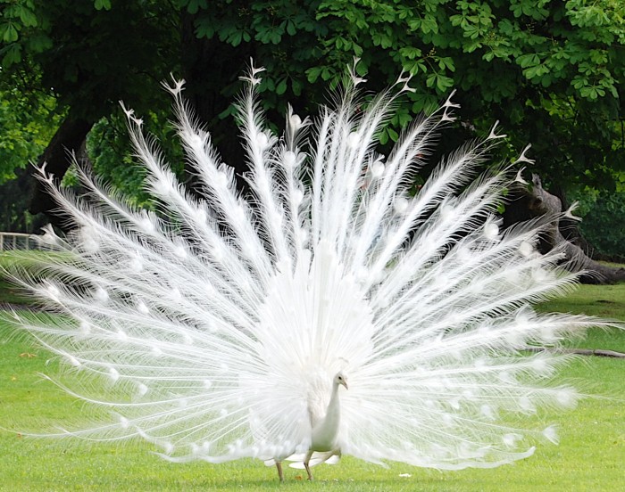 Weird Peacocks Wear Wedding Dresses 12 bird-albino-peacock-2