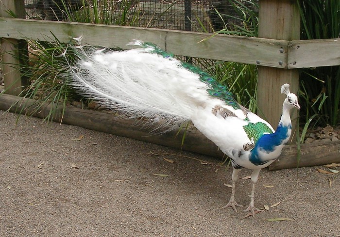 blue-white-peacock-albino-peacock-mixed-01 Weird Peacocks Wear Wedding Dresses
