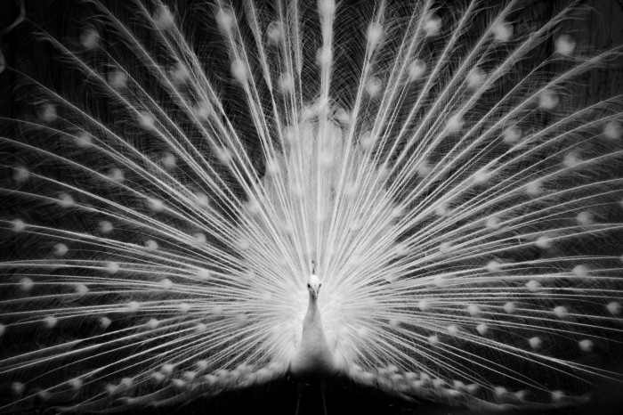 Weird Peacocks Wear Wedding Dresses 8 fadb7790_white_peacock_by_Ali_photos